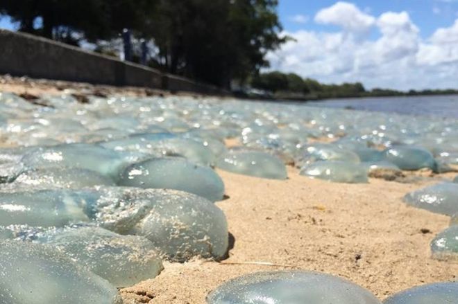 Jellyfish wash up 'like wallpaper' on Australian beach
