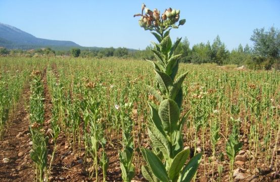 Sabahdan Azərbaycana gətirilən tütün toxumları və tinglər üçün gömrük rüsumu alınmayacaq