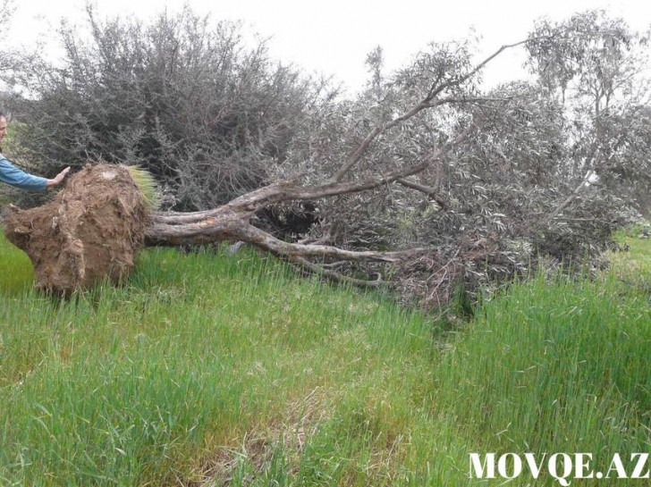 Maştağada Zeytun bağı yandırılaraq məhv edilir 