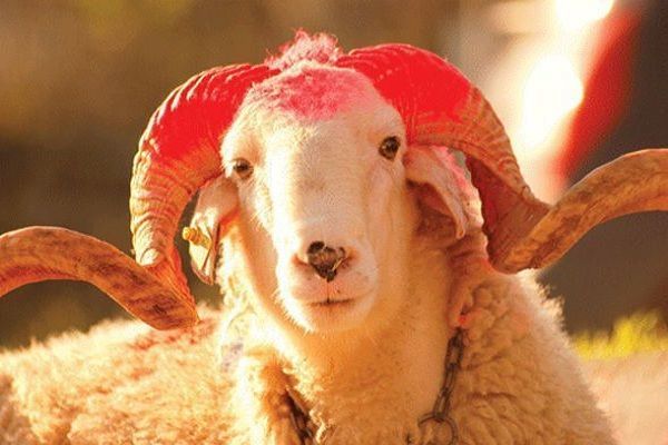 Qurban bayramında istirahət günlərinin sayı açıqlandı