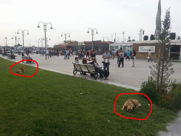 Bakının mərkəzi parklarında gəzən təhlükə – FOTO