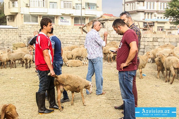 Qurbanlıq bazarında qiymətlər: Satıcı yalan danışdı - VİDEO