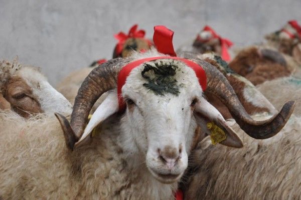 Qurbanlıq heyvanlar bu yerlərdə satılır - Siyahı