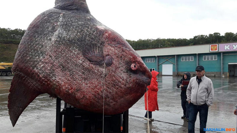 Çəkisi 1 ton olan balıq tutdular - FOTO