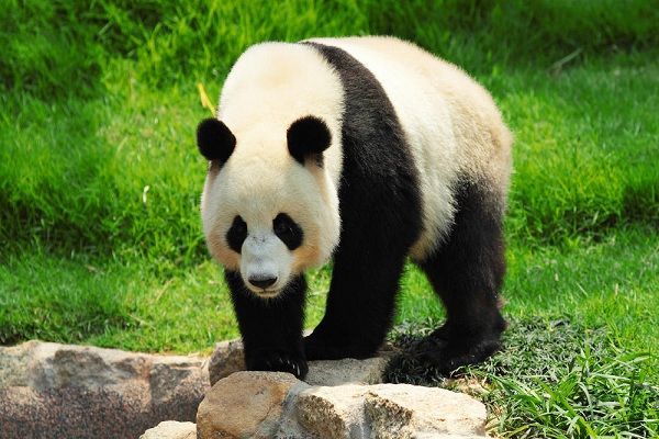 Dünyanın ən yaşlı pandası öldü