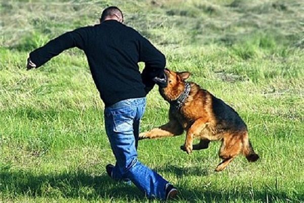 Bakıda itlər müstəntiqin ayağını parçaladı