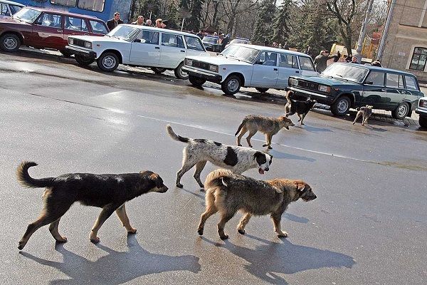 Küçə itləri 81 yaşlı qadını parçaladı