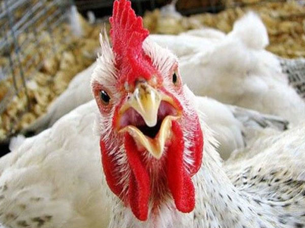 Обнародована статистика производства куриного мяса