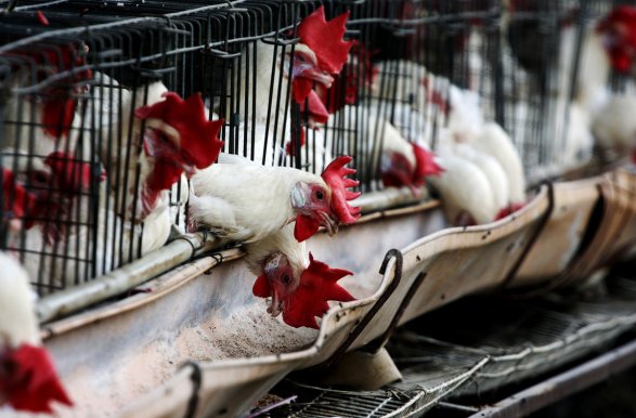 Азербайджан ограничил импорт птицы