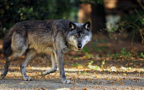 В Евлахе волки напали на частное хозяйство