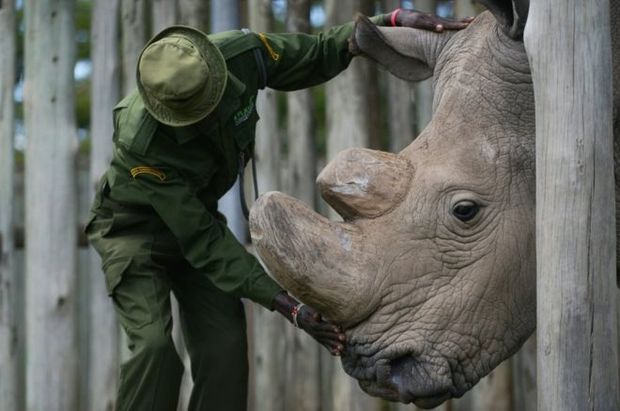Вымер последний в мире белый носорог