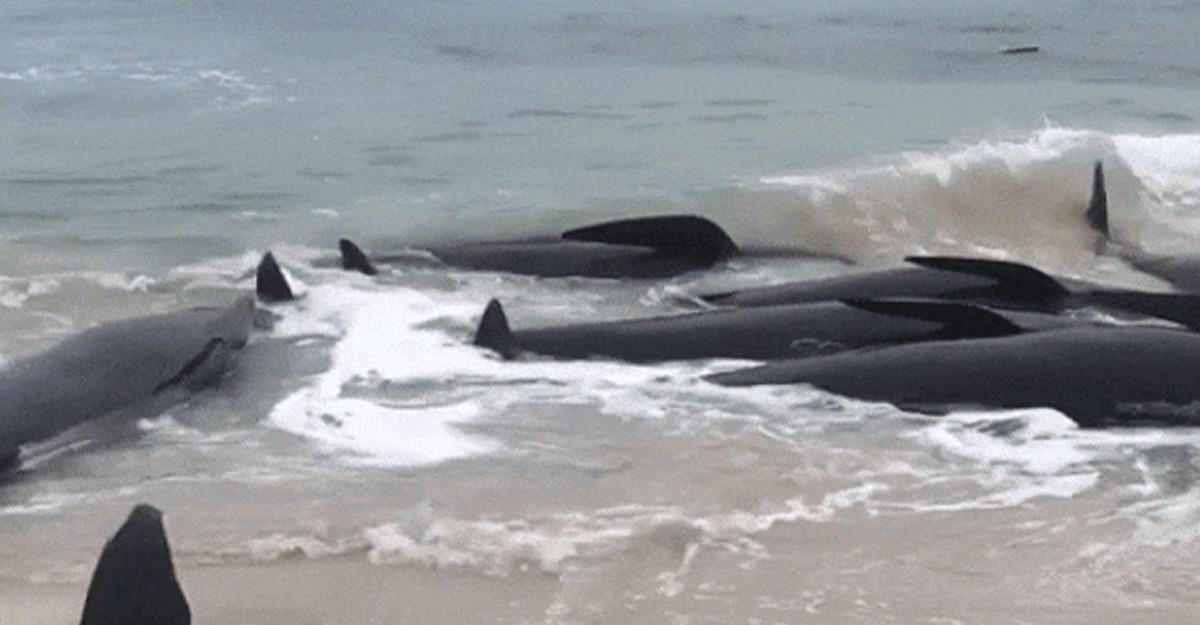 Более 150 дельфинов выбросились на берег
