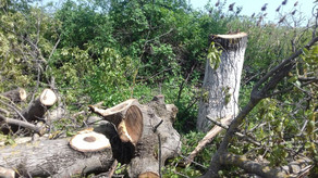 На магистрали Баку-Губа вырублено 12 ореховых деревьев