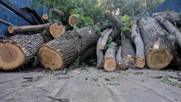 Генпрокуратура о вырубке деревьев в Лерике
