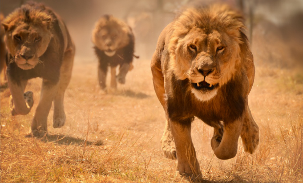 Afrikada dəhşət — Kərgədan ovçuları aslanlara yem oldu