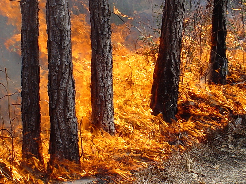 В Баку поджигают деревья 