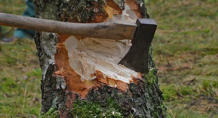 Жителя Баку оштрафовали за незаконную вырубку деревьев