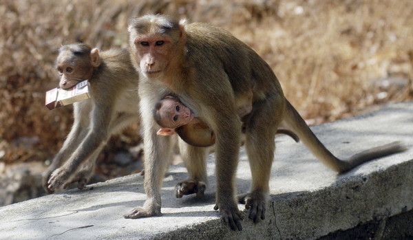 В Индии обезьяна взяла в заложники ребенка - ВИДЕО
