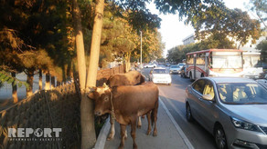 В Баку перевернулся грузовик, перевозящий скот