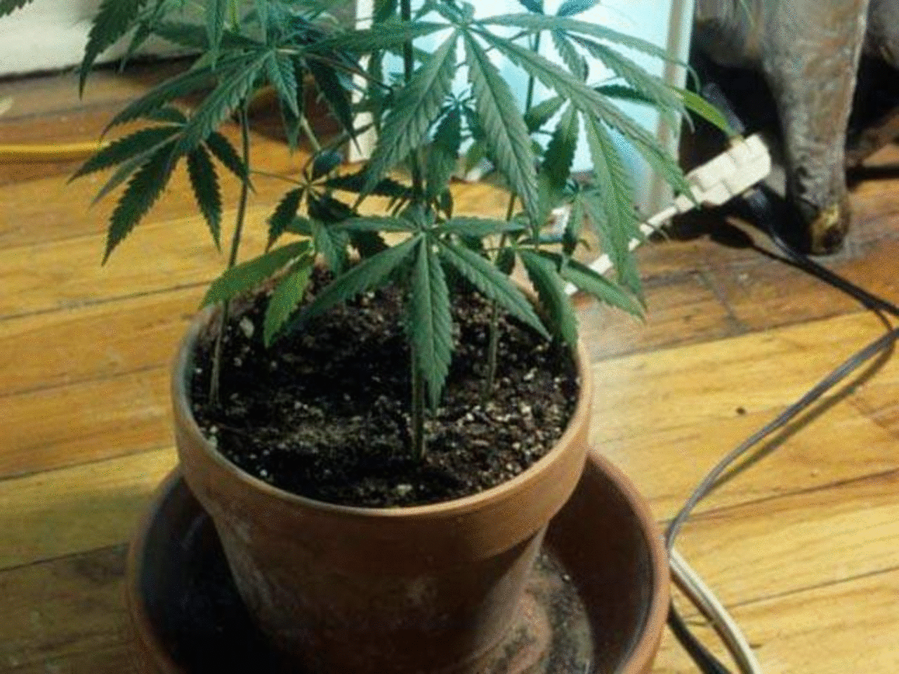 Я выращиваю коноплю дома в горшке марихуана при рассеянно