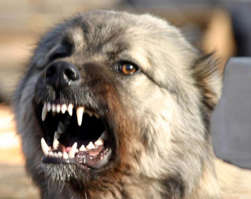 Стаи бродячих собак терроризируют жителей Огуза