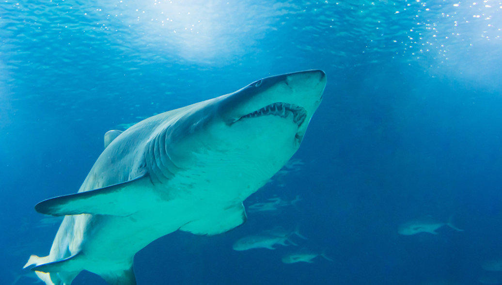 В Австралии акула напала на туристку