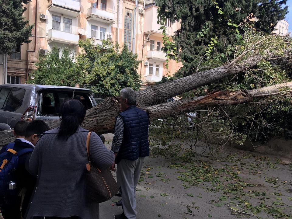 Bakıda ağac bahalı avtomobilin üstünə aşdı - FOTO 