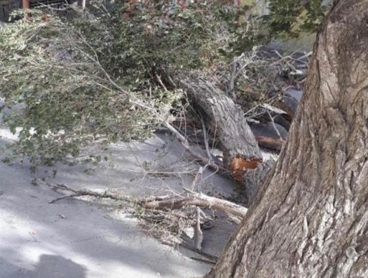 Сильный ветер в Баку повалил десятки деревьев