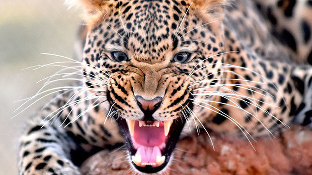 Нападение леопарда на ребенка в цирке - ВИДЕО