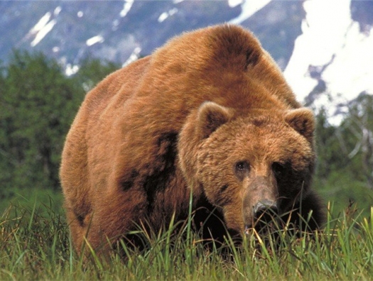 В Исмаиллы застрелили краснокнижного медведя