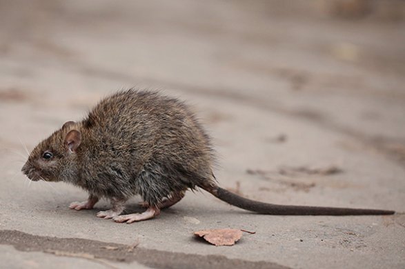Ученые: Крысы способны заражать человека гепатитом Е