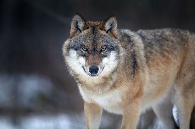 Жители Астары подверглись нападению волков