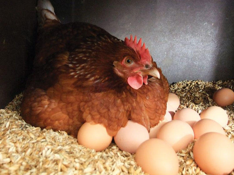 Bakıda yumurta qıtlığı gözlənilir - TƏHLİL