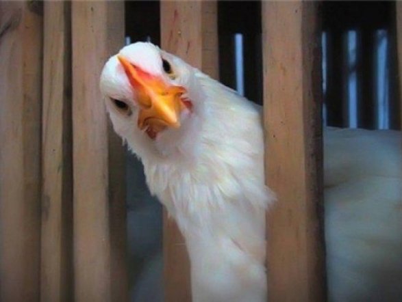 Иранская курятина попала под запрет в Азербайджане