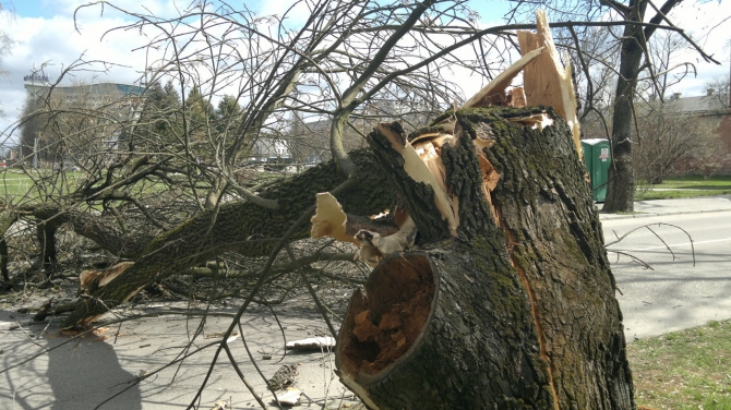 Сильный ветер в Баку повредил множество деревьев - ФОТО