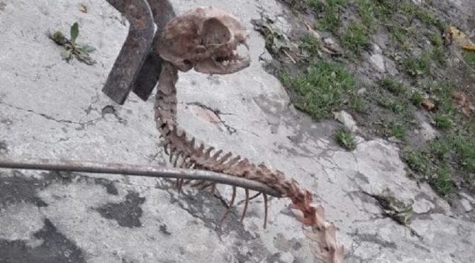 В Азербайджане найден скелет неизвестного животного