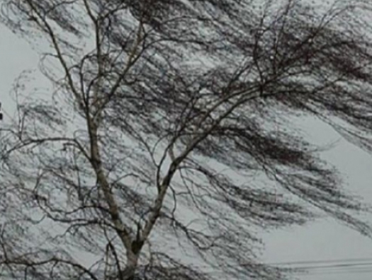Сильный ветер повалил деревья в Баку