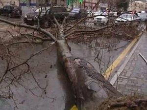 Wind toppled about hundred trees in Baku