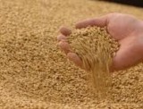 Азербайджан в 2018г сократил импорт пшеницы на 15%