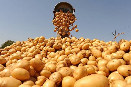 Азербайджан – в числе лидеров по поставкам картофеля в Россию