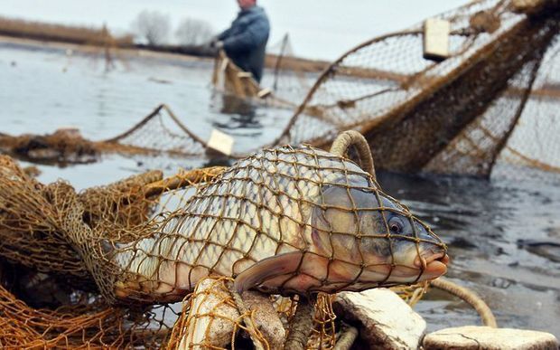 В России задержан азербайджанский браконьер - ВИДЕО