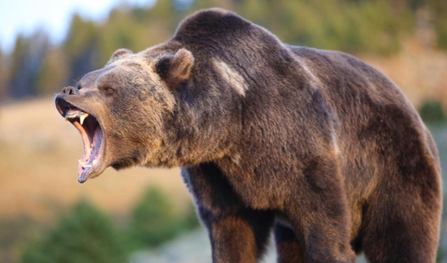 Медведь съел наркомана в США