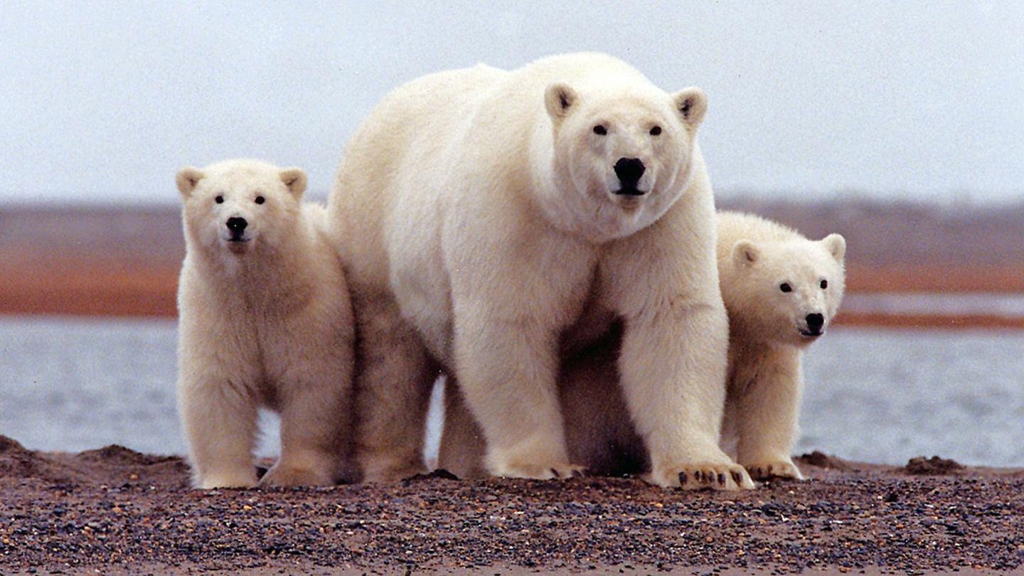 На Новой Земле белые медведи терроризируют население
