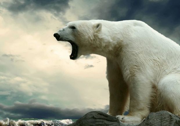 Новую Землю атакуют белые медведи - ВИДЕО