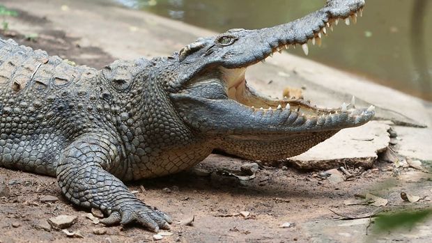 В Малайзии крокодил заживо съел мужчину на глазах племянника