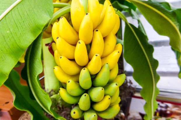 Новое исследование наших ученых: на полуострове выращивают банан и манго