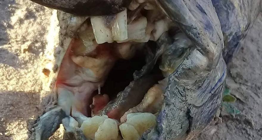 В Аргентине нашла странное существо с человеческими зубами