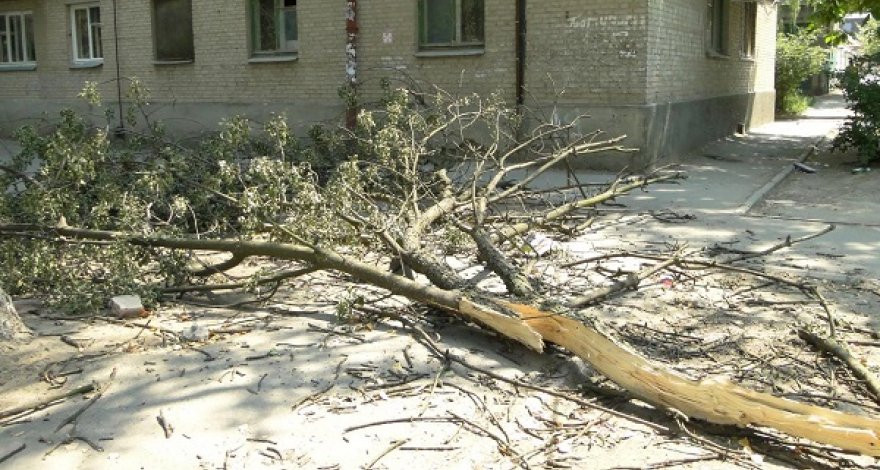 Сильный северный ветер повалил деревья в Баку