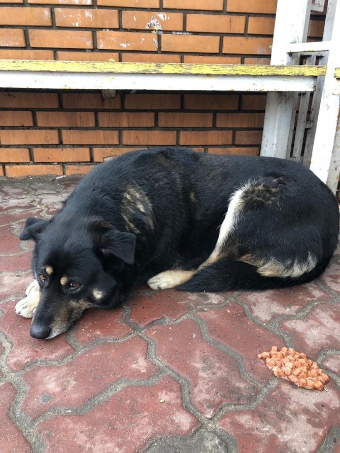 Собака 4 месяца ждет на остановке свою умершую хозяйку - ФОТО