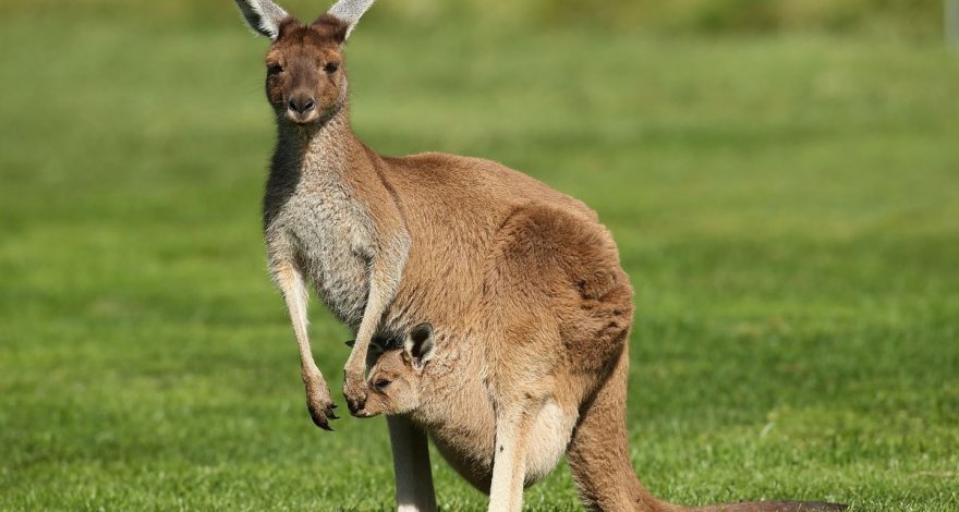 В Австралии кенгуру разогнал моделей во время фотосессии у бассейна - ВИДЕО